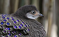 Gray peacock-pheasant (Polyplectron bicalcaratum)
